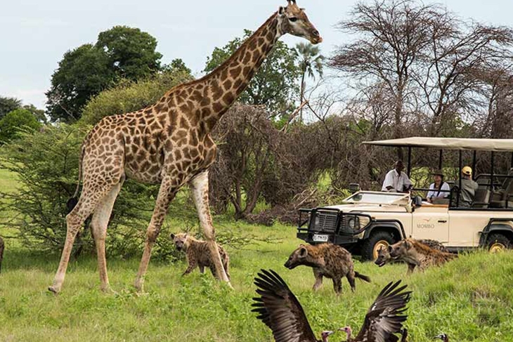 Credit: Botswana Reservations (botswana-reservations.com)